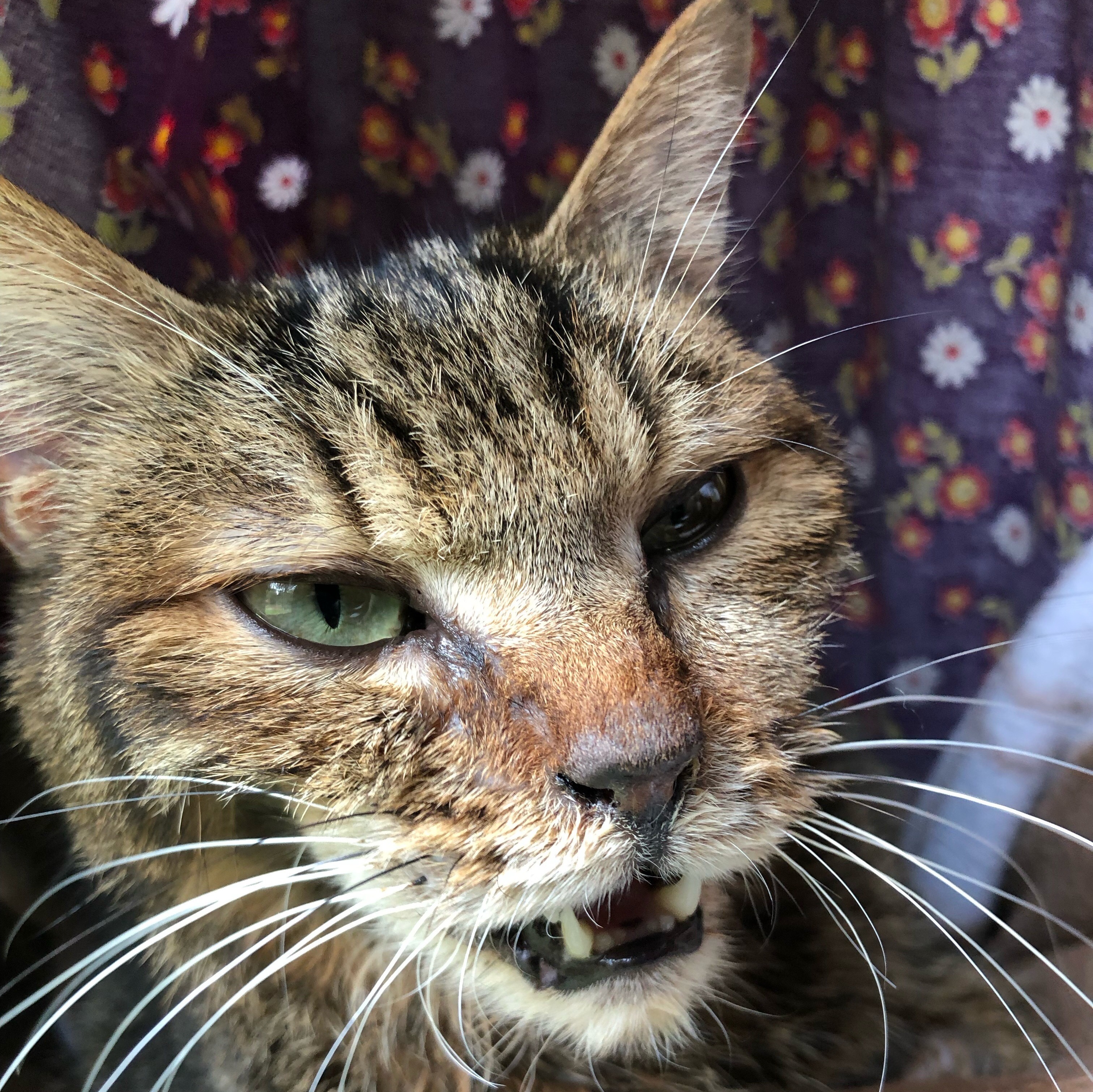 くさねこ